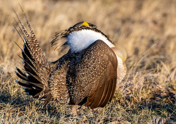 Greater Sage Grouse Air Sacs — Stock Photo, Image