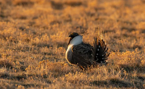 A Greater sage-grouse Roaming a Lek during the Breeding Season