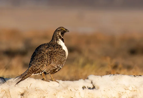 Bir Bahar Sabahı Bir Kar Tepesinde Büyük Erkek Dağ Tavuğu — Stok fotoğraf