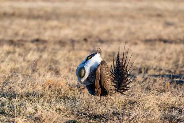 A Displaying Greater sage-grouse Roaming a Lek during the Breeding Season