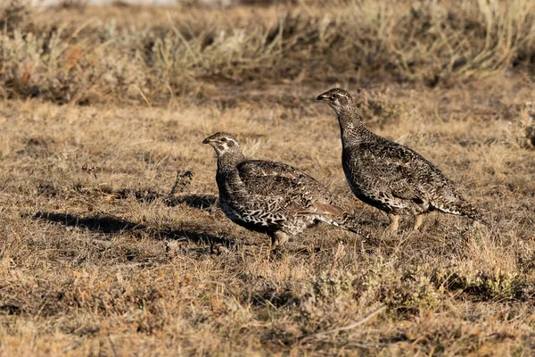 Pair Greater Sage Grouse Hens Lek Spring — Stock Photo, Image