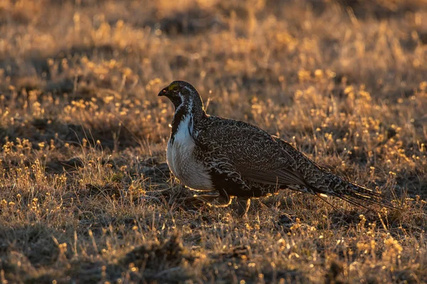 A Greater sage-grouse Roaming a Lek during the Breeding Season