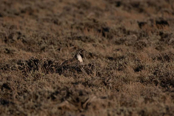 Well Hidden Male Greater Sage Grouse Lek Spring — Stock Photo, Image