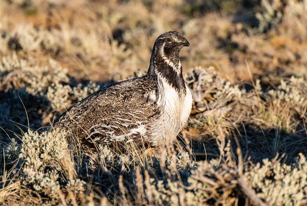 Male Greater Sage Grouse Lek Spring — Stock Photo, Image
