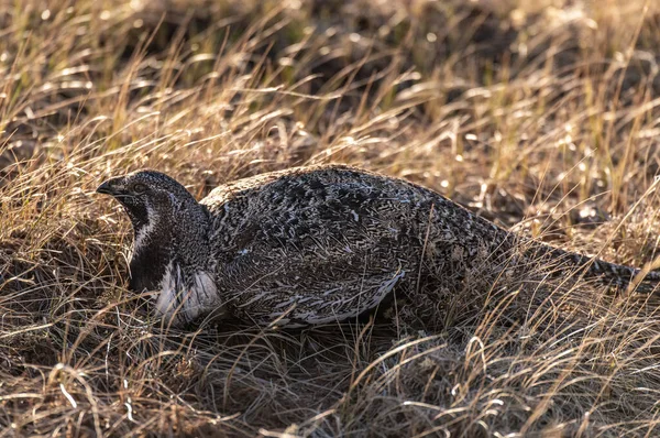Well Hidden Male Greater Sage Grouse Lek Spring — Stock Photo, Image