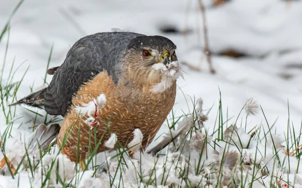 Cooper Hawk Comer Sua Morte Neve — Fotografia de Stock