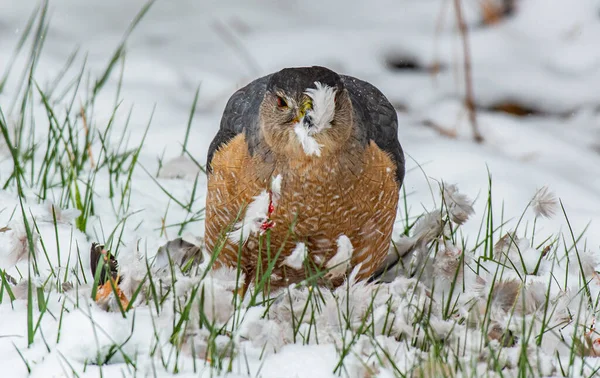 A Cooper's Hawk Eating its Kill in the Snow