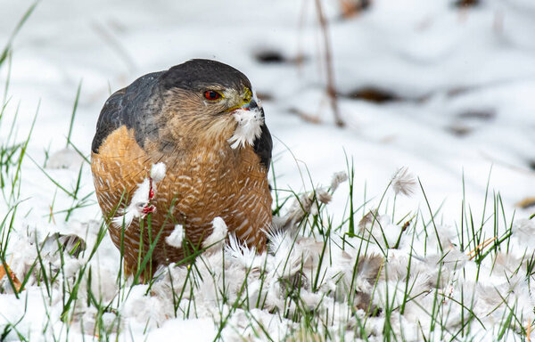 A Cooper's Hawk Eating its Kill in the Snow