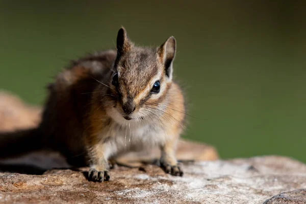 Adorabile Scoiattolo Minimo — Foto Stock