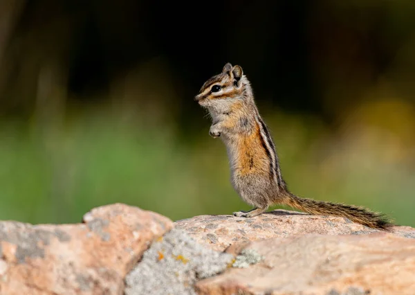 Una Adorable Ardilla Menos Ardilla —  Fotos de Stock