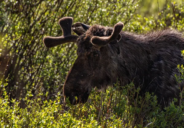 Young Bull Moose Grazing Mountain Meadow — Stock Photo, Image