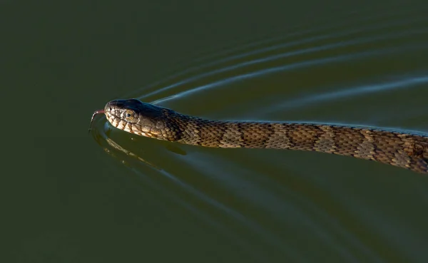 Uma Cobra Água Norte Nadando Uma Lagoa — Fotografia de Stock