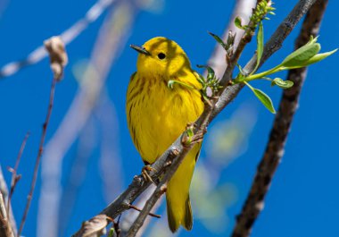 A Beautiful Male Yellow Warbler Perched on a Branch on a Spring Morning clipart