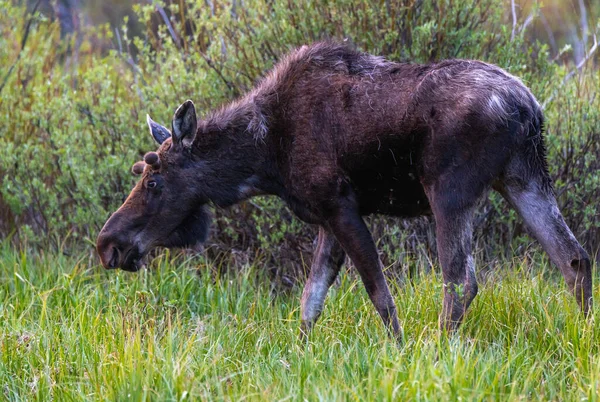Young Bull Moose Grazing Mountain Meadow — Stock Photo, Image