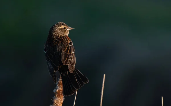Female Red Winged Blackbird Perched Cattail — Stock Photo, Image