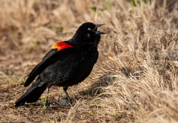 Blackbird Alado Rojo Macho Membrana Nictitante — Foto de Stock