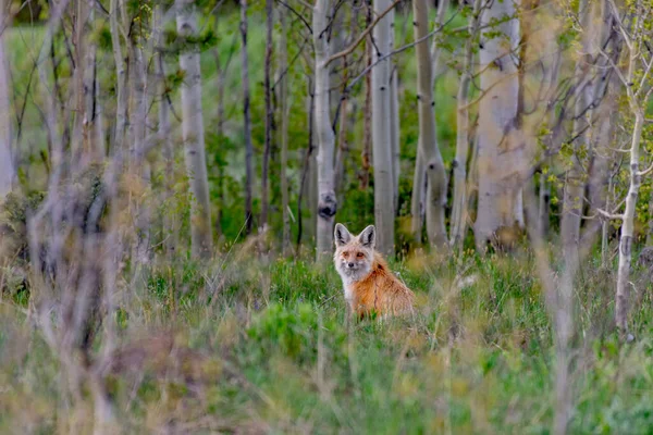 Uma Bela Raposa Vermelha Observando Uma Floresta — Fotografia de Stock