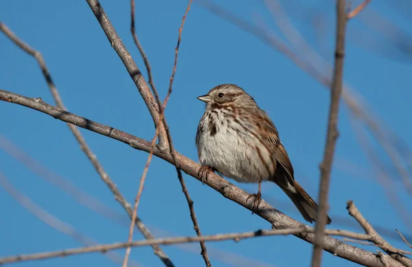 Song Sparrow Sedí Stromě Jarního Rána — Stock fotografie