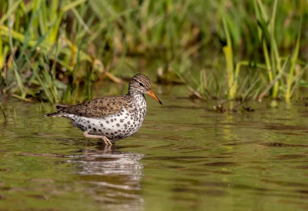 Bécasseau Tacheté Pataugeant Dans Lac — Photo