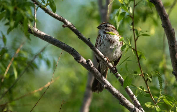 Song Sparrow Sedí Stromě Jarního Rána — Stock fotografie