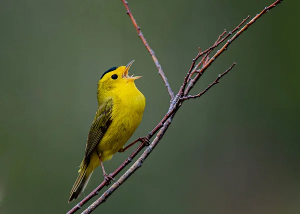 Een Wilson Warbler Die Zingt Alsof Niemand Luistert — Stockfoto