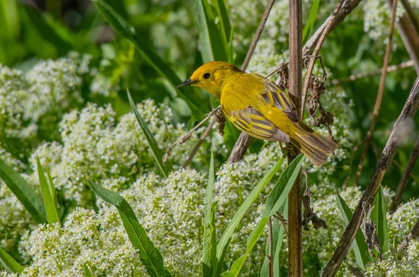 Beautiful Yellow Warbler Spring Morning — Stock Photo, Image