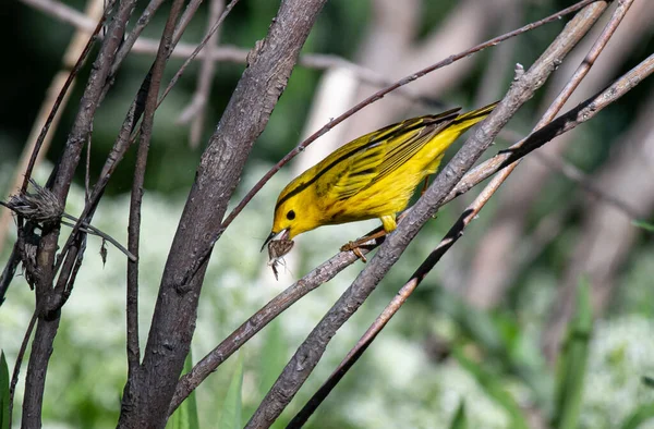 Une Belle Paruline Jaune Avec Petit Déjeuner Matin Printemps — Photo