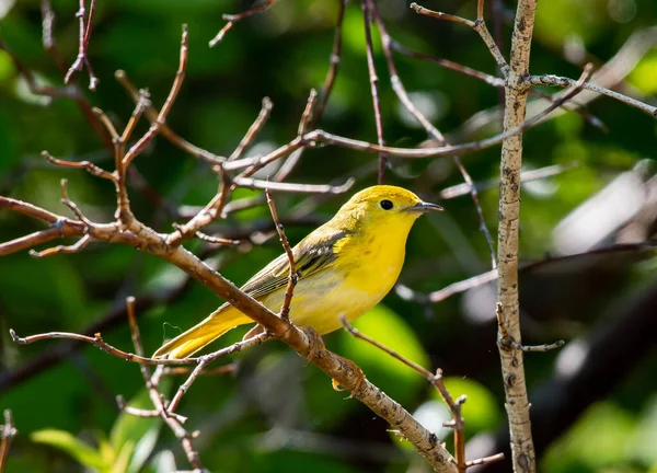 Une Belle Paruline Jaune Matin Printemps — Photo