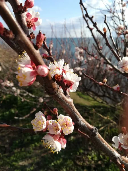 黒海沿岸の桜 — ストック写真