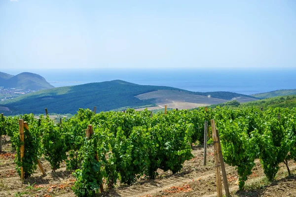 Bella Vista Dalla Collina Vigneti Montagne Mare Cielo Blu — Foto Stock