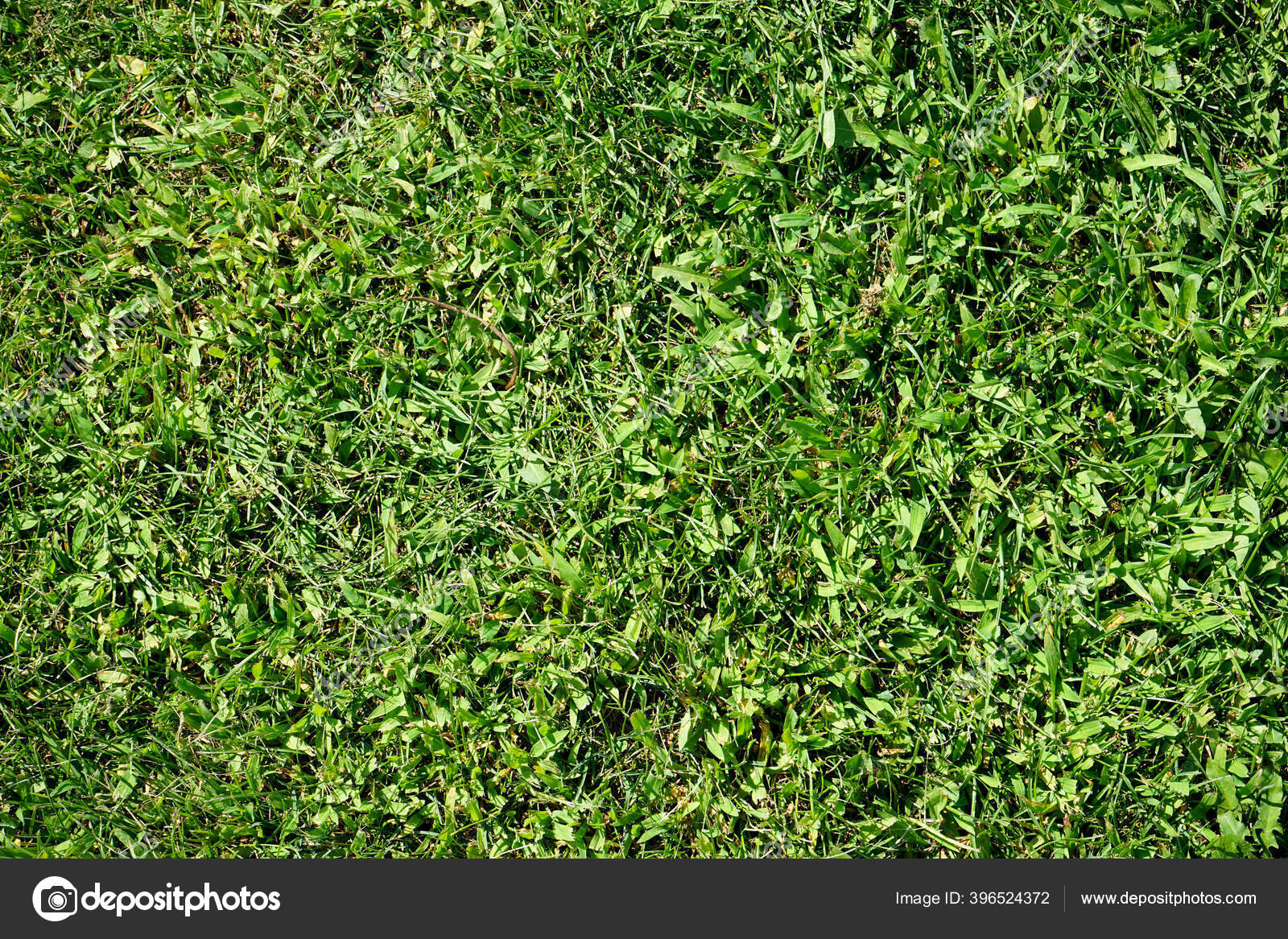 Tekstur Yang Indah Dari Rumput Hijau Yang Rapi Dan Rapi Stok Foto C Tnv3110 396524372