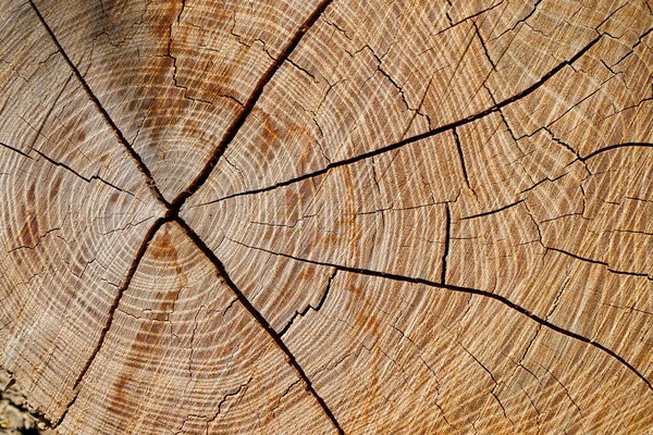 Textura Bonita Logs Corte Para Uso Como Fundo — Fotografia de Stock