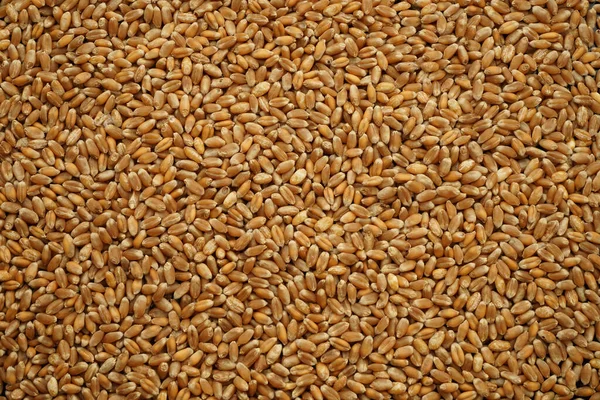 wheat peeled clean dry as background