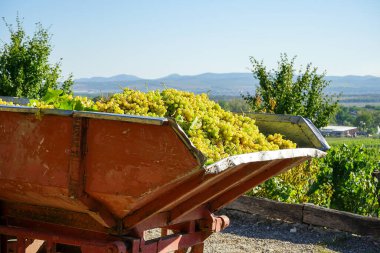 Güzel bir üzüm bağında güneşli bir günde üzüm toplamak. Güzel olgun üzüm demetleri şaraphaneye sevkiyat için traktör römorkunda toplanır..