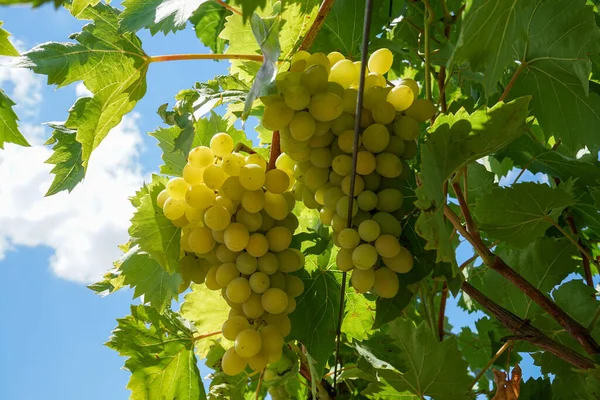 Reife Trauben Und Reben Wunderschönen Weinbergen Einem Klaren Sonnigen Tag — Stockfoto