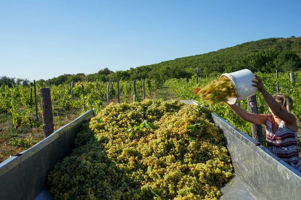 Vendemmia Una Giornata Sole Bellissimo Vigneto Bellissimi Grappoli Uva Maturi — Foto Stock