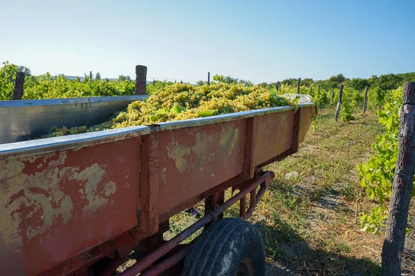 Harvesting Grapes Clear Sunny Day Beautiful Vineyard Beautiful Ripe Bunches — Stock Photo, Image