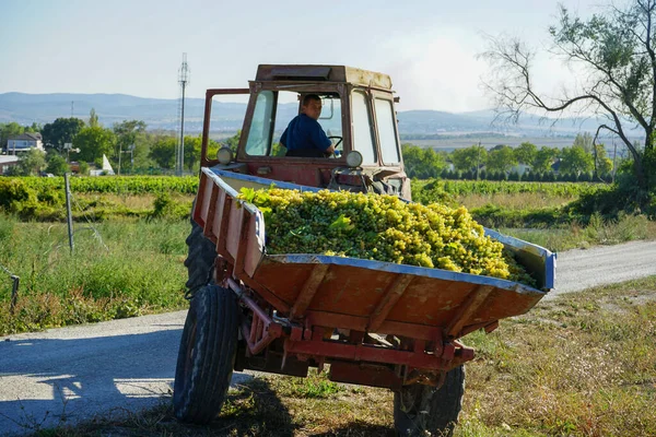 Anapa Territorio Krasnodar Federazione Russa 2020 Vendemmia Una Giornata Sole — Foto Stock