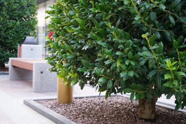 Kentsel park mimarisinin egzotik bitkileriyle güzel elementleri