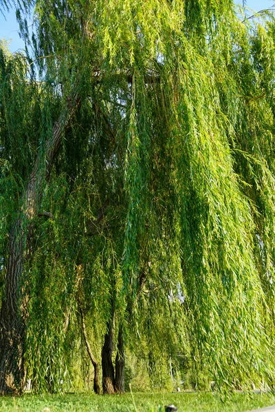 여름날 초록빛으로 버드나무의 커다란 — 스톡 사진