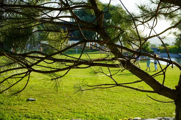 Belle Pelouse Tondue Verte Des Arbres Bord Lac Pour Séjour — Photo