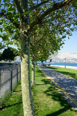 Alışılmadık haki kabuğu olan güzel ağaçlar, deniz ve dağlara bakan setin üzerinde büyüyen kamuflaja benzer. Ağaçlar boyunca uzanan sarı işaretli bir bisiklet yolu..