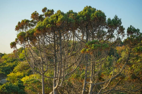 일몰에 보호구역의 절벽에 모양의 아름다운 향나무 — 스톡 사진