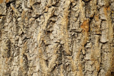 arka plan olarak eski büyük bir ağacın kabuğu.
