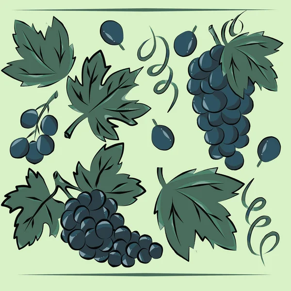Набор Цветов Винограда Виноградных Виноградных Листьев — стоковое фото