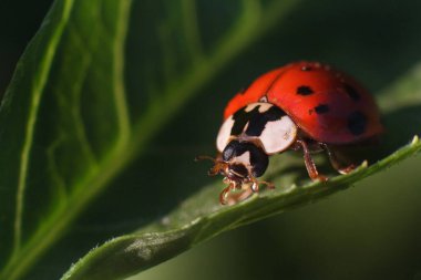 Yaprağın üzerinde oturan uğur böceği yaprak böceğinin üzerinde ılık bahar günü