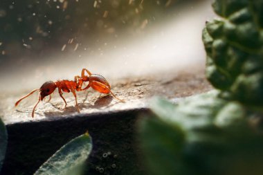 Yeryüzündeki karınca kendi işine bakar.