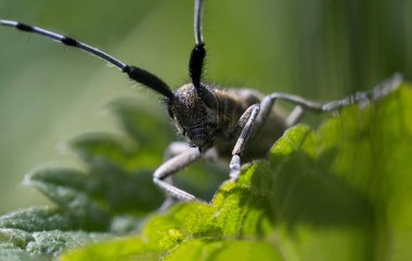 makro çekim, bir böceğin fotoğrafı, yaprağın üzerindeki bir böcek, bir bıyık böceği.