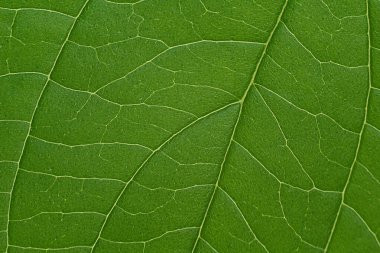 yeşil yaprak, yaprak makro, yeşil doku, yaprak dokusu