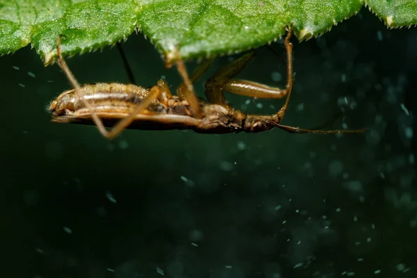나뭇잎 거꾸로 매달린 딱정벌레 — 스톡 사진